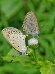 butterfly mating on leaf in the garden 