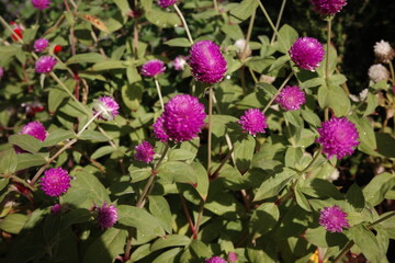pink and purple flowers in garden
