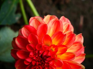 Vibrant red and yellow dahlia in bloom