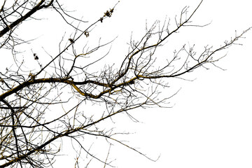 Oak branch on white background