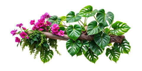 Tropical ivy plant bush floral arrangement with rainforest leaves Monstera and fern and Vanda orchids tropical flower decor on tree branch liana vine plant isolated on white background. cut-out 