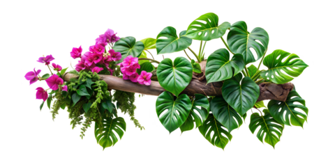 Tropical ivy plant bush floral arrangement with rainforest leaves Monstera and fern and Vanda orchids tropical flower decor on tree branch liana vine plant isolated on white background. cut-out 