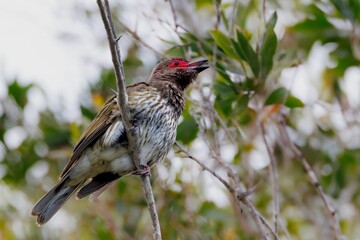 Red-eyed bird perched among green foliage
