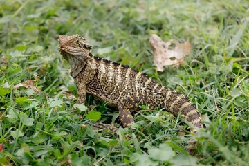 Colorful lizard walking in a field