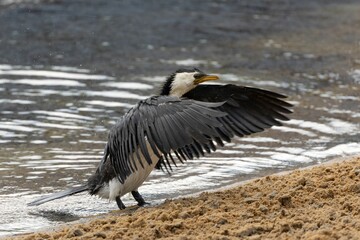 Pied cormorant drying wings on riverbank.