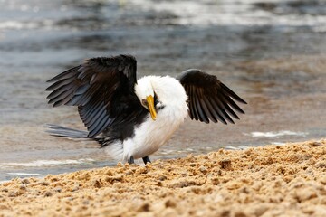 Cormorant with wings spread on sandy beach.