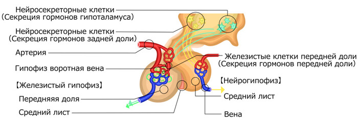 　下垂体　ホルモン　イラスト　ロシア語