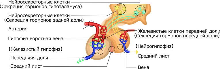 　下垂体　ホルモン　イラスト　ロシア語