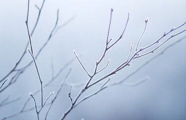 Winter wallpaper wallpapers background backgrounds with branch, ice, frost and bokeh