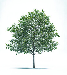 Obraz premium evergreen tree, background. PNG transparent.