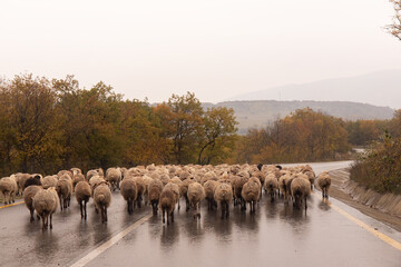 A herd of sheep are walking along the road in the mountains.