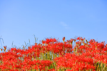 彼岸花咲く秋風景 愛知県半田市