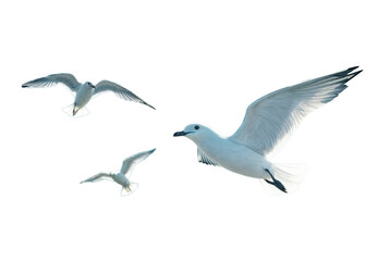 Fototapeta premium Birds flying in the sky, background. PNG transparent.