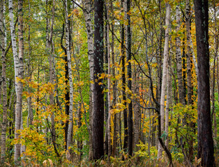 autumn in the forest