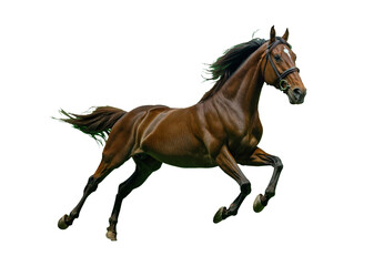 Fototapeta premium Horse running in open field, background. PNG transparent.