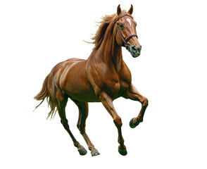 Obraz premium Horse running in open field, background. PNG transparent.