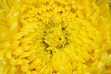 Closeup yellow chrysanthemum flower with petals macro texture