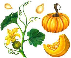 Fall Pumpkins and Pumpkin Blossoms in Pencil