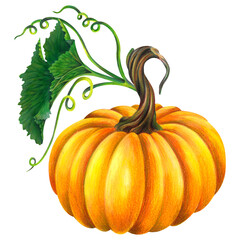 Fall Pumpkins and Pumpkin Blossoms in Pencil