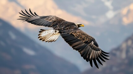 Fototapeta premium A majestic eagle soars against a backdrop of mountains, showcasing its impressive wingspan and striking plumage in the sunlight.