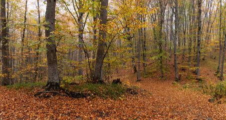 Fototapeta premium Yellow leaves lie on the ground in the autumn forest.
