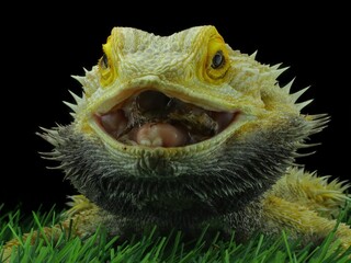 potrait close-up bearded dragon on black background, 13 November 2024 Indonesia