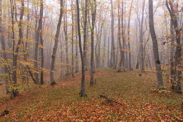Obraz premium Yellow leaves lie on the ground in the autumn forest.
