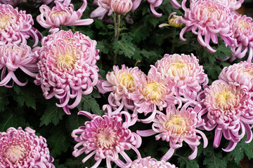 A bouquet of pink chrysanthemum flowers in garden, Bush of autumn flowers.