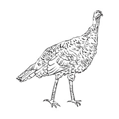 Turkey drawn in graphic style. Turkey. Symbol of the holiday. Thanksgiving Day. One solid line on a white background.