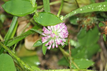 Image of red clover blooming on the Daecheongcheon trail