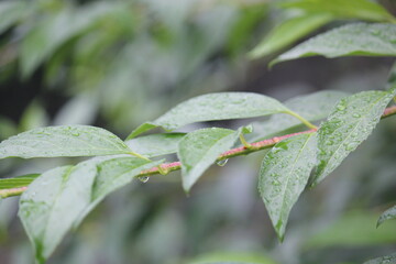 Image of azalea trees blooming on the Daecheongcheon Stream trail