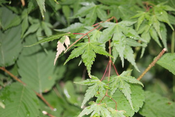 Image of maple trees blooming on the Daecheongcheon trail