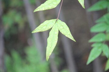 Image of water droplets on the leaves of the Namcheon Stream blooming on the Daecheongcheon Stream trail