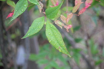 Image of water droplets on the leaves of the Namcheon Stream blooming on the Daecheongcheon Stream trail