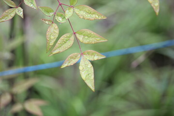 Image of water droplets on the leaves of the Namcheon Stream blooming on the Daecheongcheon Stream trail