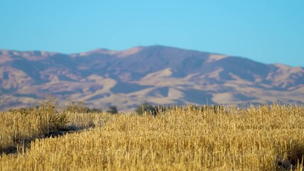 hay blowing in the wind with a mountain in the background, filmed at 4k 60 fps