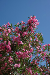 Pink oleander blossoms under blue sky