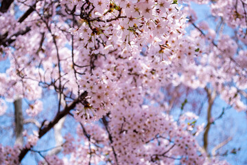 Cherry blossoms blooming in South Korea