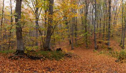 Yellow leaves lie on the ground in the autumn forest.