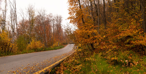 Asphalt road in the autumn forest.