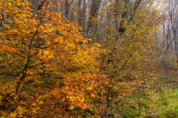 Yellow leaves lie on the ground in the autumn forest.