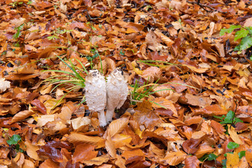 Beautiful grebe in the autumn forest.