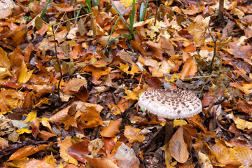 Beautiful grebe in the autumn forest.