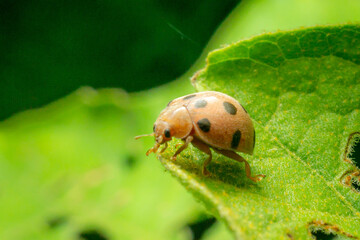 ladybug on green leaf