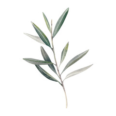 An olive branch on a white background. Palm, laurel branch with green leaves. A botanical illustration, hand-drawn in watercolor. Mediterranean fruits and berries. Clipart for olive oil labels.