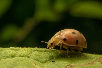 ladybug on green leaf