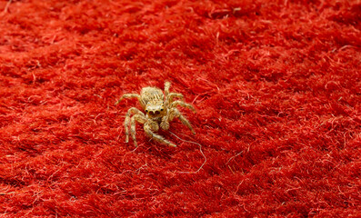 a closeup shot of a spider on a red background