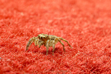 a closeup shot of a spider on a red background