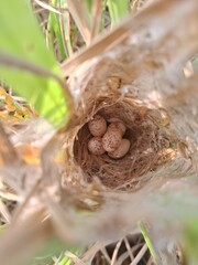 The Indian Robin Bird eggs in grass feild.
