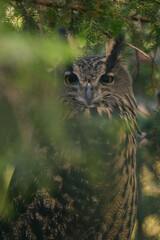 Great horned owl in a pine tree behind a branch.
